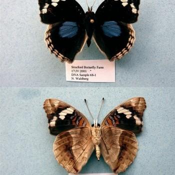 Junonia oenone