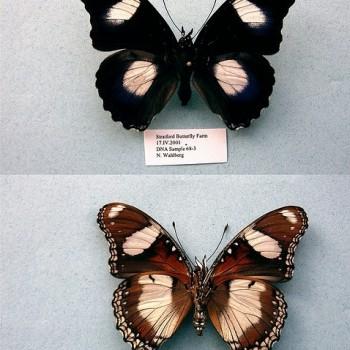 Hypolimnas misippus