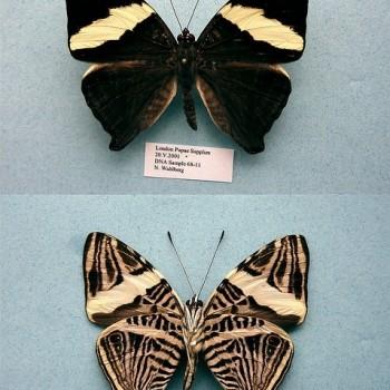 Colobura dirce