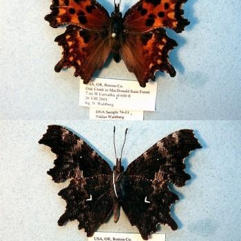 Nymphalis oreas