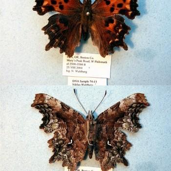 Nymphalis faunus