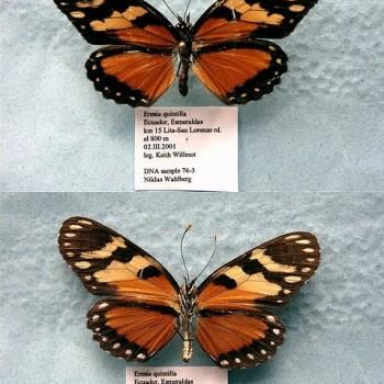 Eresia ithomioides