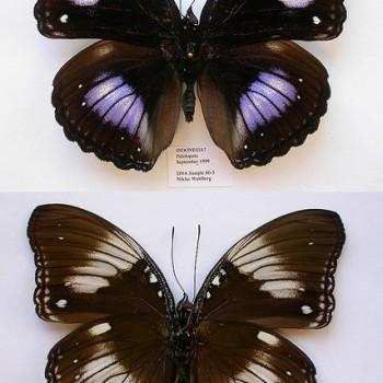 Hypolimnas diomea
