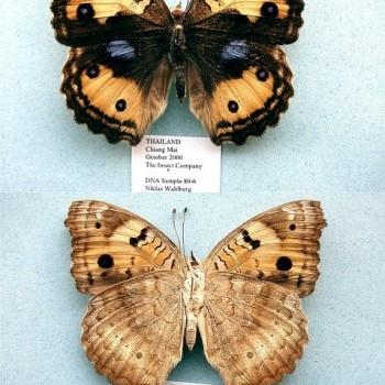 Junonia hierta