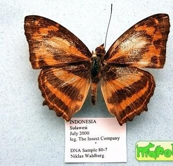 Symbrenthia anna