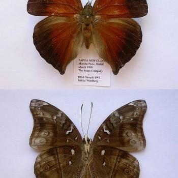 Doleschallia dascylus