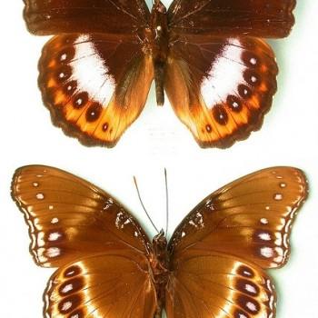 Hypolimnas pandarus