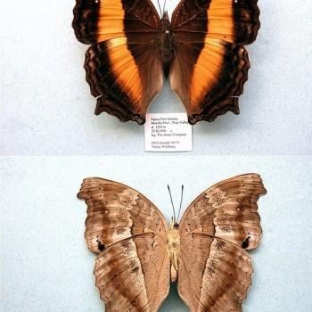 Yoma algina