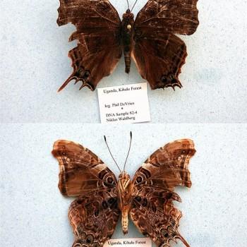 Antanartia delius