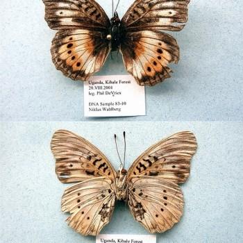 Junonia sophia