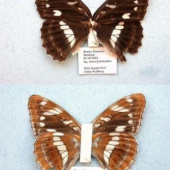 Limenitis amphyssa