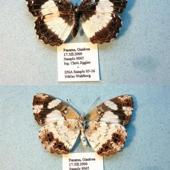 Janatella leucodesma