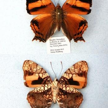 Hypanartia lethe