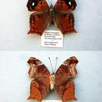 Hypanartia kefersteini