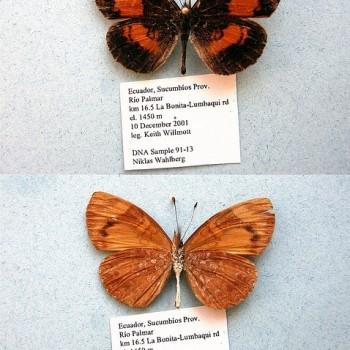 Tegosa selene