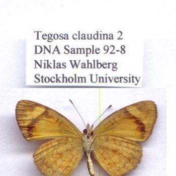 Tegosa infrequens