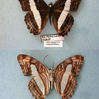 Adelpha iphiclus