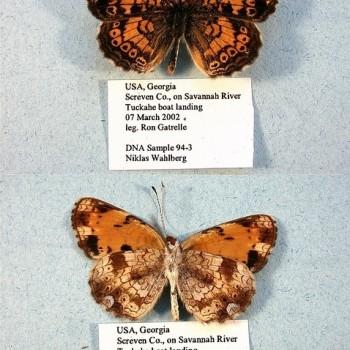 Phyciodes tharos