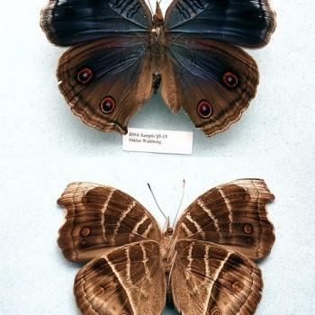 Junonia touhilimasa