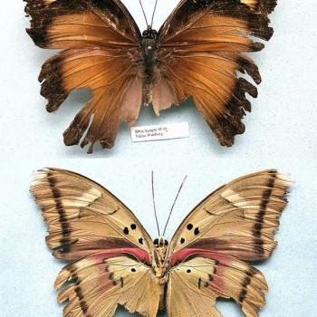 Euphaedra herberti