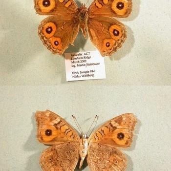 Junonia villida