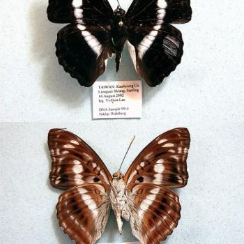 Athyma jina