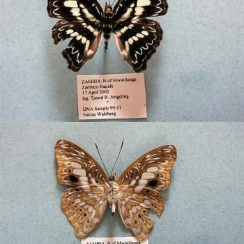 Euptera elabontas