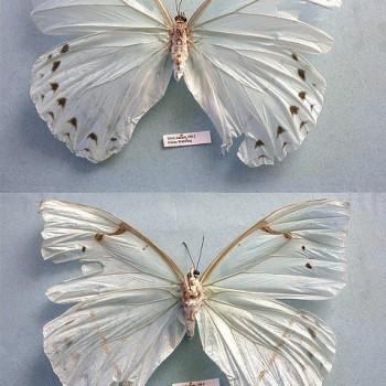 Morpho epistrophus