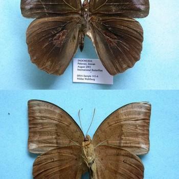 Discophora necho