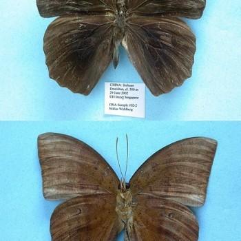 Discophora sondaica