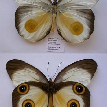 Taenaris cyclops