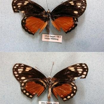 Eresia emerantia