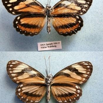 Eresia casiphia
