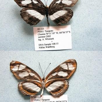 Eresia nauplius