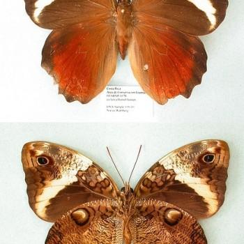 Opsiphanes quiteria