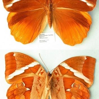 Thauria aliris