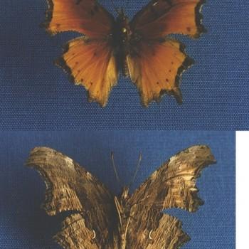 Nymphalis haroldii