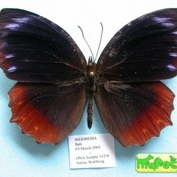 Elymnias hypermnestra