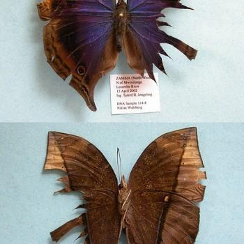 Junonia cymodoce
