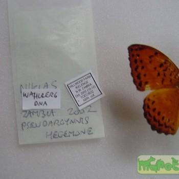 Pseudargynnis hegemone