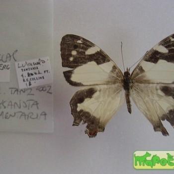 Aphysoneura pigmentaria