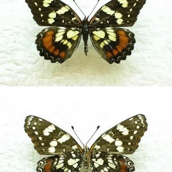 Atlantea pantoni