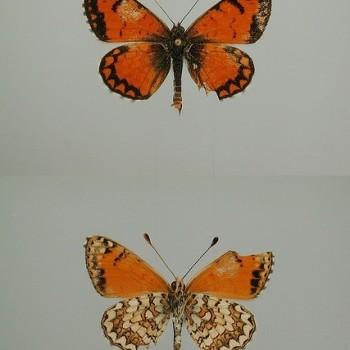 melitaea casta