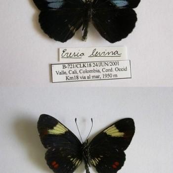 Eresia levina