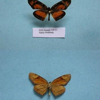 Ortilia dicoma