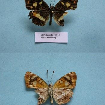 Ortilia orthia