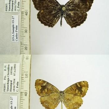 Telenassa notus