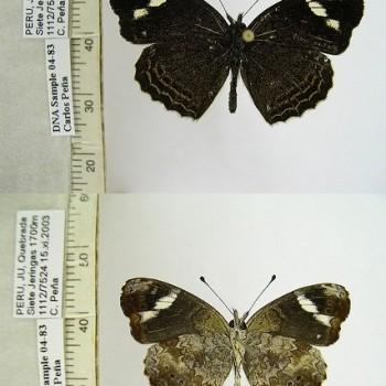 Telenassa delphia