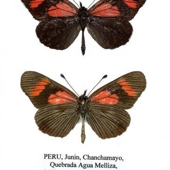 Gnathotriche mundina