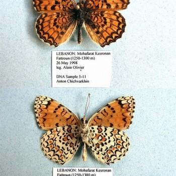 melitaea telona